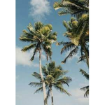 palmsclothing