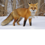 Just a fox team