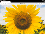 SunFlower Hang Out
