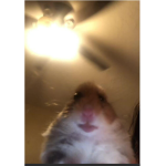 HAMTER GANG
