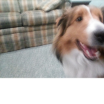 THE SHETLAND SHEEP DOG WARSHIPER