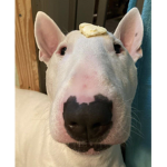 Walter And Butter Dog Fan Club Group Thumbnail