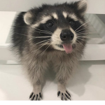 Racoon Den