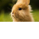 bouncing bunny's