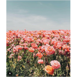 ||~*Rose Aesthetics*~||