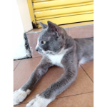 Ultamate cat group