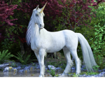 Unicorn playz fan club