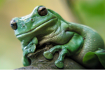 The-Froggy-Group
