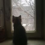 Jiff_