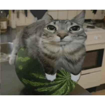 Melon cat discount