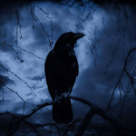 Crows For Life !