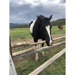 HORSE Nati0n