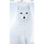The Arctic wolf army