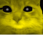 GOLDEN CAT IN TV