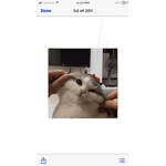CATS,KITTYS