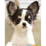 #Team chihuahua