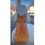 Duck homie