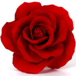~Roses Family for life~