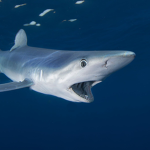 SEASOULSHARK