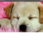 Fans of pupppppppppppys