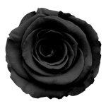 The Noir Rose Mafia
