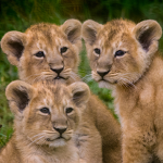 lion forever team