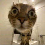 CatMwa