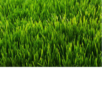 Touch grass simulator (WASTED WETLANDS