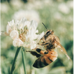 Honeymama