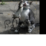 RATS Vs cats