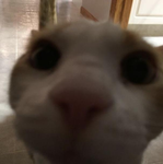 Catostraphy