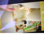 Dogey kids