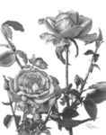 rosse$