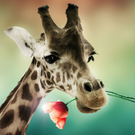 The Giraffe-er-Doodle Community