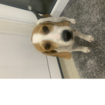 Winnypacaco