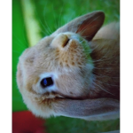 Cute Rabbit's