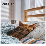 i l0ve cats