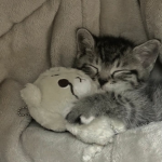 #cuties-