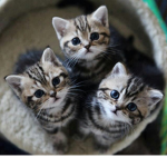 BabyKittenArmy