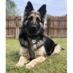 K-9 Training