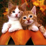 Preppy Pumpkins