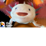 Axolotl 4Ever!