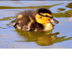 Ducky central