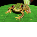 frøggŷ clän