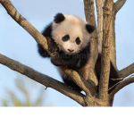 +panda group+