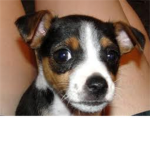 Rat Terriers Lovers