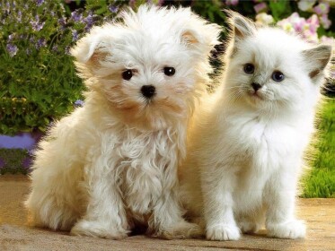 The Fluffy Pets Obby
