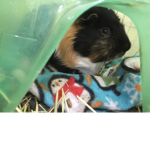 GUINEA PIG PLAYZ