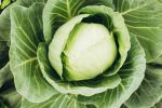 cabbage commune