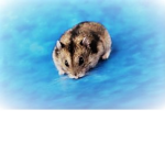 ninja clan also love animals!